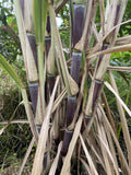 Organically Grown Sugar Cane Cuttings, 3 Large Pieces, Sweet Variety, Saccharum officinarum
