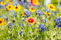 Wildflower Seed Packet - Open-Pollinated Bulk Flower Mix for Beautiful Garden - Non-GMO Wildflower Blend