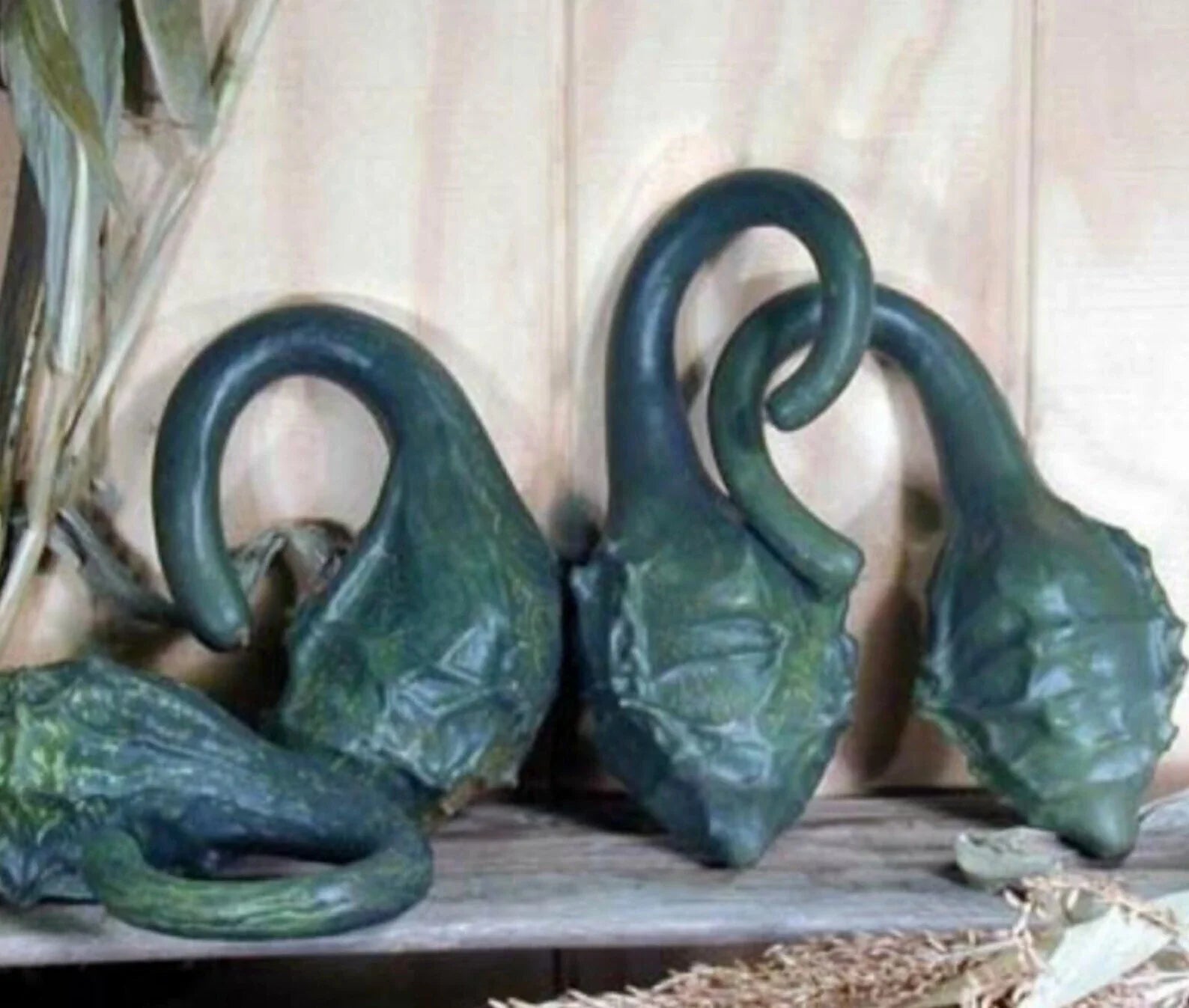 Caveman's Club Dinosaur Gourd Seeds - 20 Heirloom Maranka Squash - Rare Gardening Seeds for Unique Plants