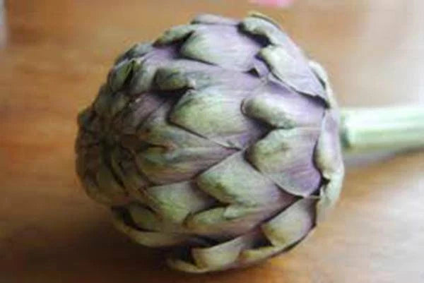 Artichoke Seeds 500 Count Green Globe Heirloom Non-GMO Cynara scolymus