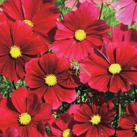 Dazzler Cosmos Seeds - 200+ Pack for Garden Planting - Colorful Annuals - Cosmos bipinnatus - USA Shipping Available