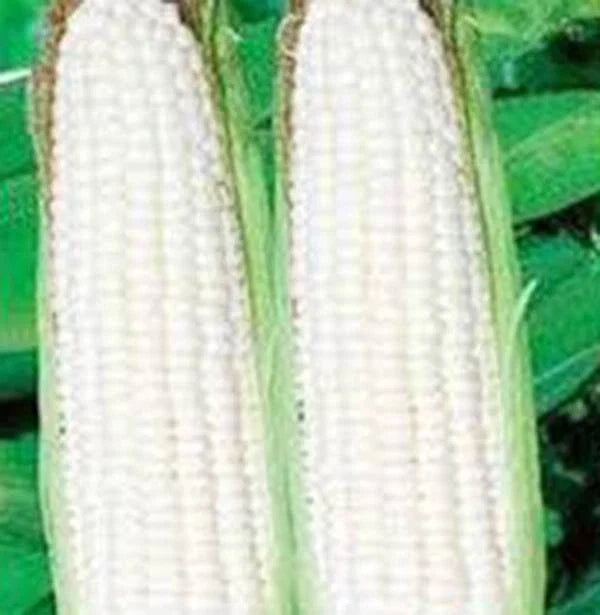 Corn Seeds - Stowell's Evergreen White Heirloom - 20+ Seeds - Delicious & Sweet