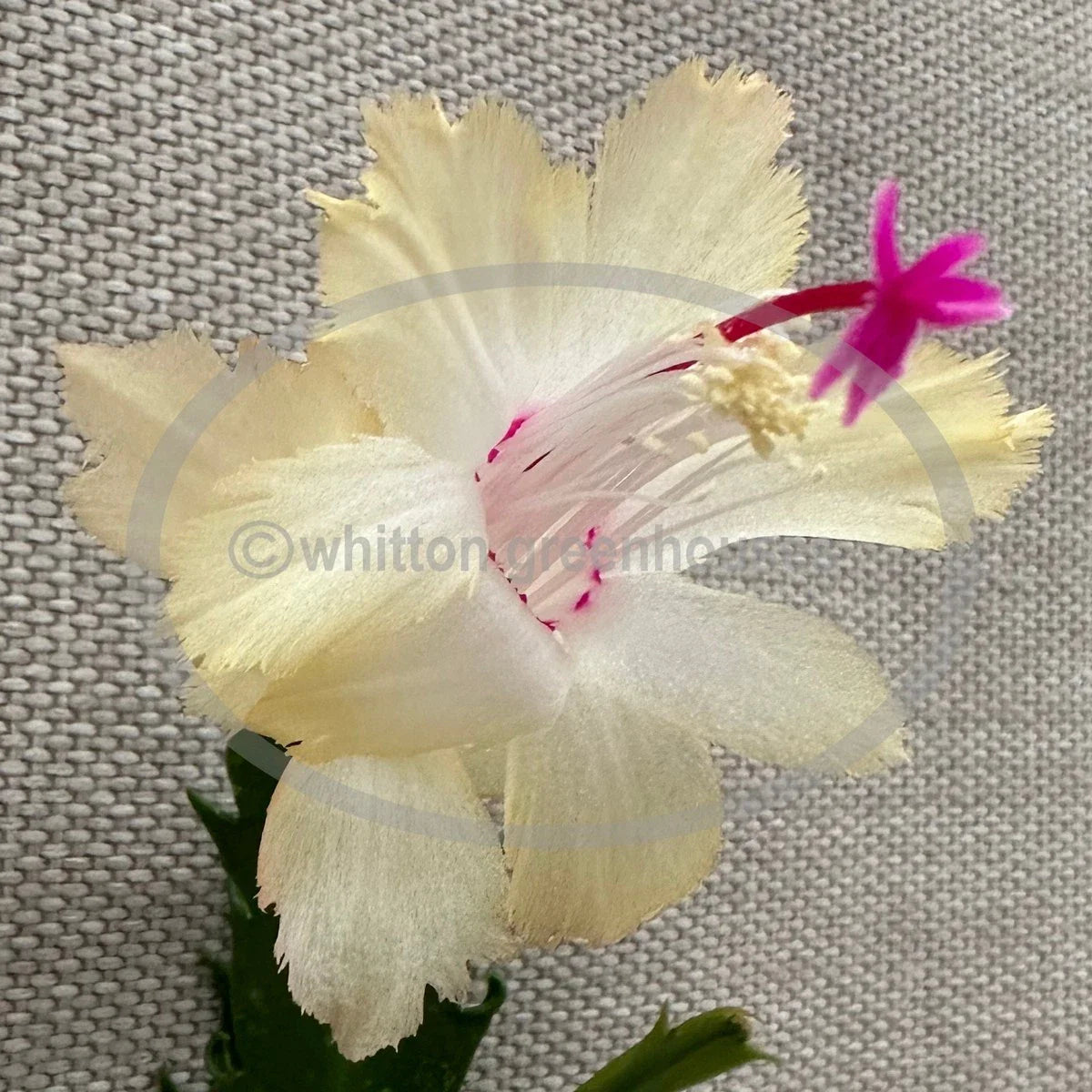 Thanksgiving/Christmas Cactus Cuttings - Schlumbergera "CHELSEA" - No Roots - Perfect for Holiday Decor