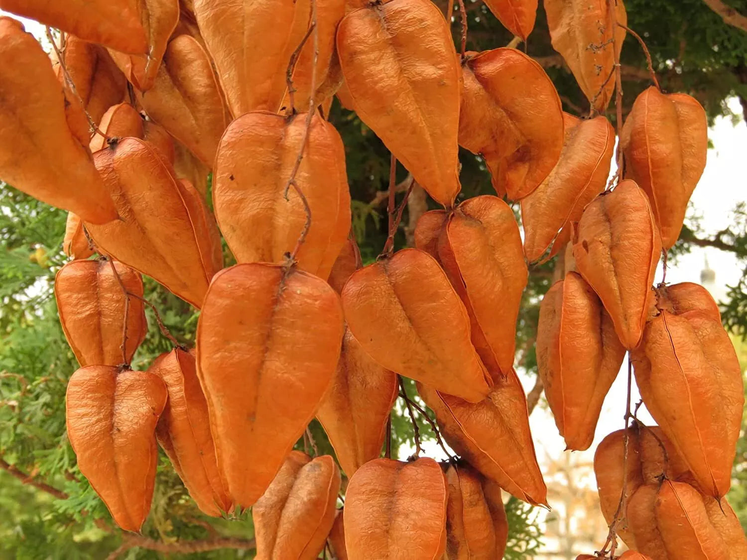 Chinese Golden Rain Tree Seeds - 6 Pack for Planting, Koelreuteria bipinnata, Ornamental, Drought-Tolerant