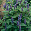 Anise Hyssop Seeds - 1000 Non-GMO Seeds for Herbal Gardens - Agastache foeniculum