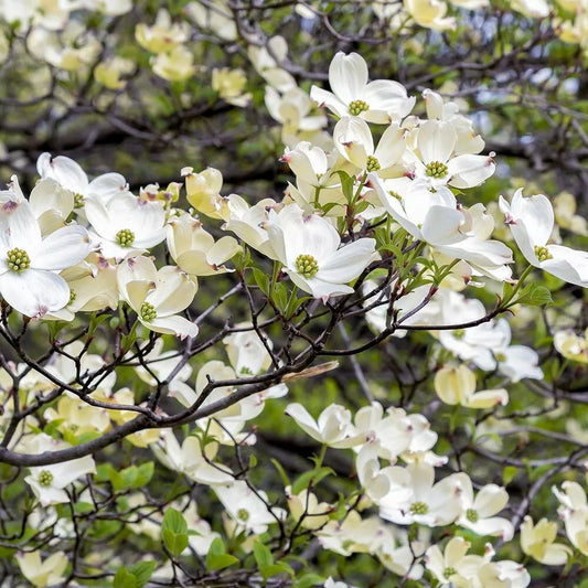 American White Dogwood Tree Cuttings 6+2 Scions for Grafting and Rooting (Cornus florida)