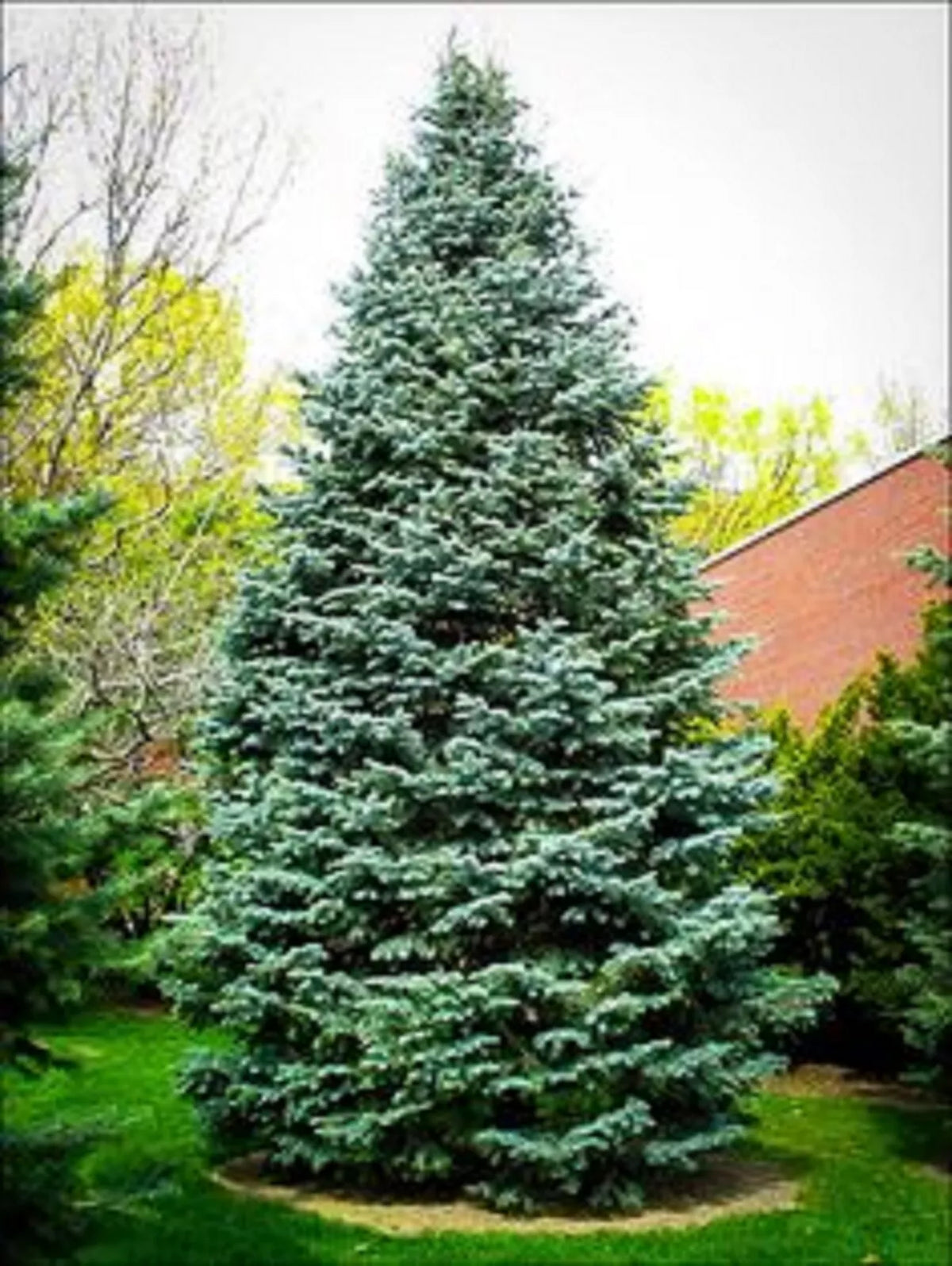 Christmas Day Spruce Seeds - 20 Pack, Blue Needle Variety, Picea meyeri - Perfect for Holiday Decor
