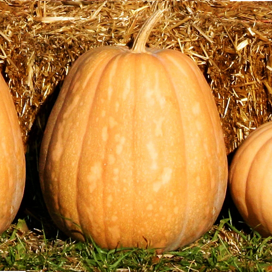 Dickinson Pumpkin Seeds | Kentucky Field Tan Squash Vegetable Seeds | Cucurbita pepo | 2025 Harvest