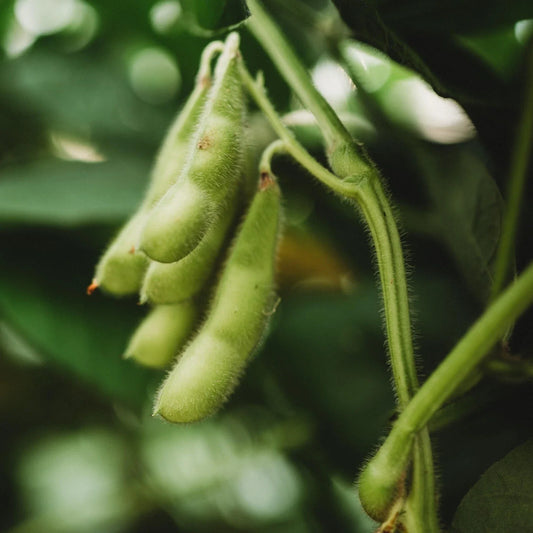 BeSweet Edamame Seeds, Non-GMO Green Soybean, Buttery Flavor, Glycine Max, Free Shipping