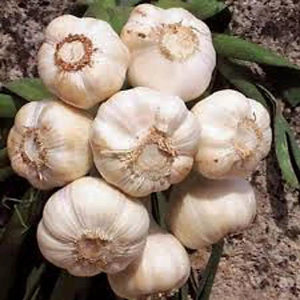 Fresh California Softneck Garlic Bulbs - 1 Pound for Planting & Growing - Allium sativum