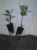 Bay Leaf Tree Plant - 2-4 Inches - Healthy Well-Rooted Laurus nobilis - Pesticide-Free - Grown in Ocala, Florida