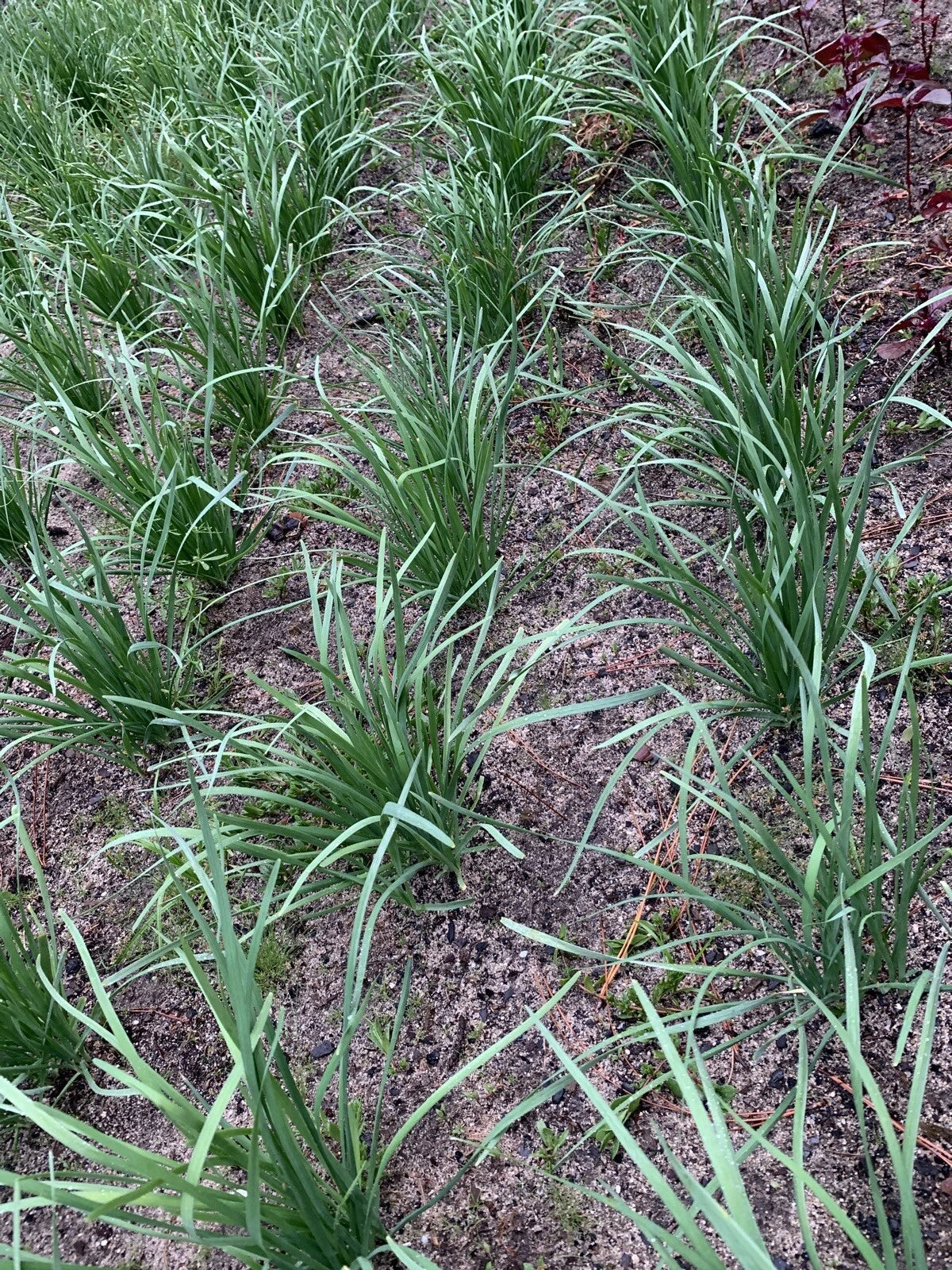 Organic Garlic Chives Bare Root Plant - 55 Live Stalks of Non-GM Leek Variety (老韭菜根)