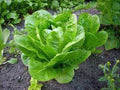 Butterhead Lettuce Seeds, Heirloom Buttercrunch, Non-GMO, 500 Seeds, Organic Vegetable Garden, Lactuca sativa
