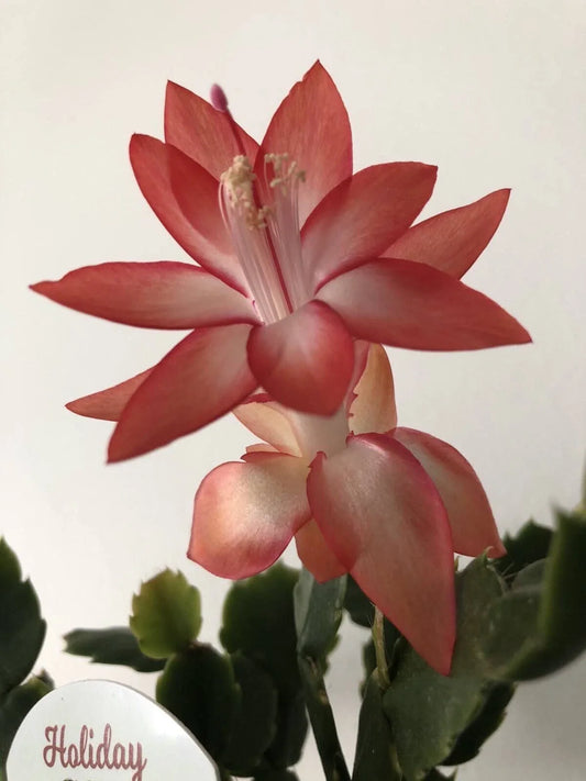 Christmas Cactus Set of 6 - 3 Rooted & 3 Unrooted - Orange Color - Schlumbergera