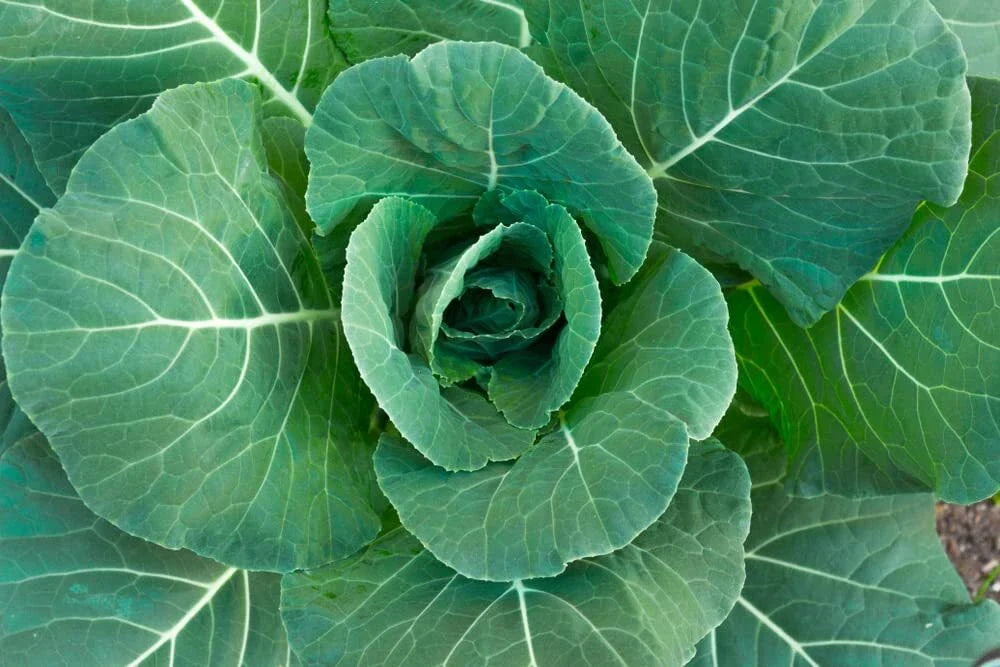 Collard Green Seeds - 100 Georgia Seeds - High Yield, Great Flavor - Brassica oleracea var. acephala