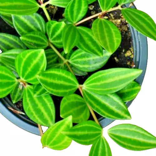 Peperomia Angulata Variegated 4" Unrooted Cuttings, Funky Frog Houseplant, Pet-Friendly, Radiator Plant, Beetle Peperomia