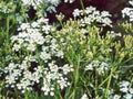 Caraway Herb Seeds 20+ Seeds - Versatile Culinary Herb (Carum carvi) for Seeds, Plant, and Roots Use