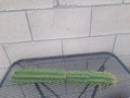 Cereus Peru Cactus Cutting - H21 - Succulent Plant - Exotic Indoor Decor - Cereus peruvianus