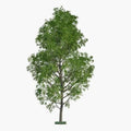 Hybrid Poplar Tree Cuttings - Fast Growing Shade Trees for Planting - Ideal for Privacy - Populus deltoides x Populus nigra