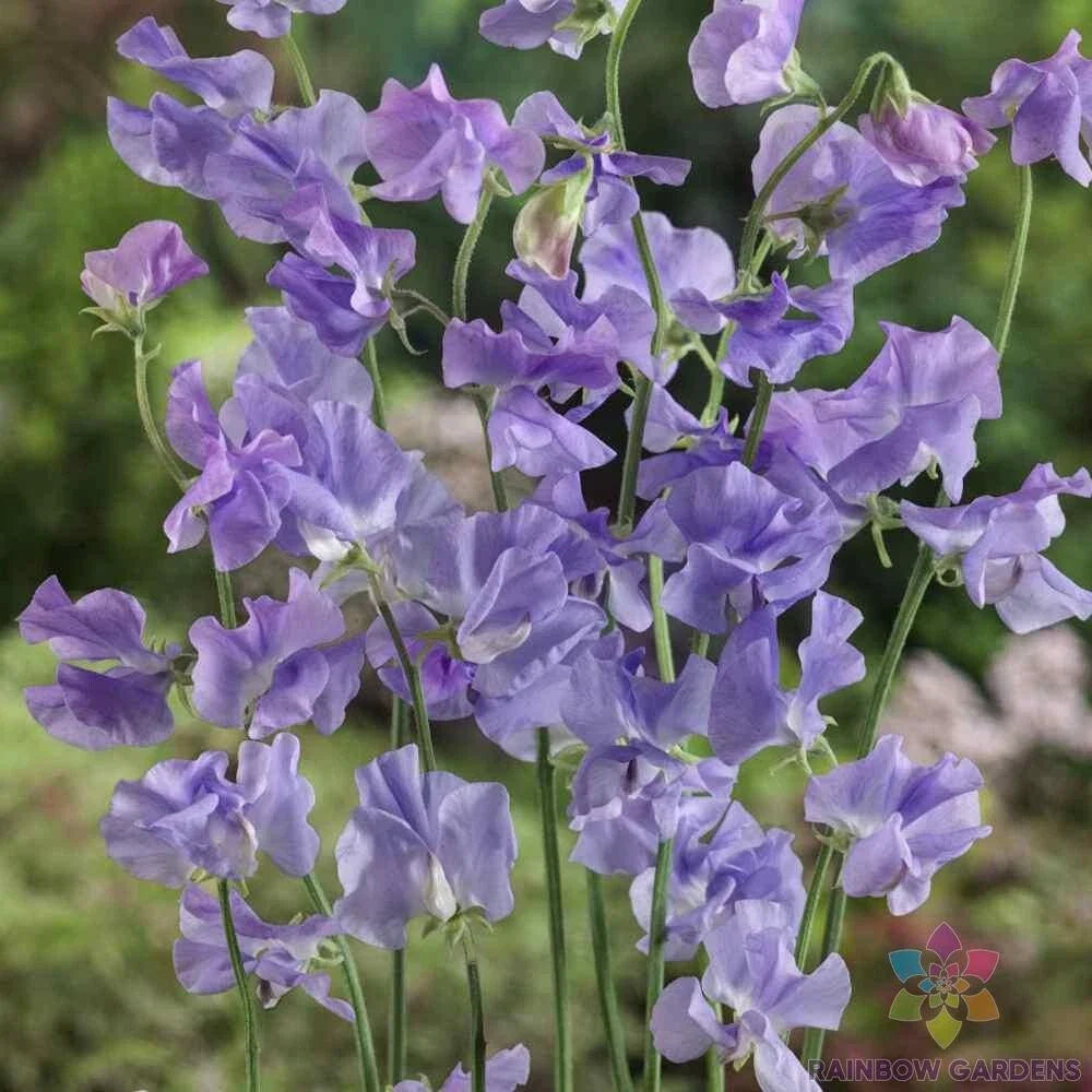 Royal Lavender Sweet Pea Seeds - 50+ Premium Seeds for Garden Planting - Lathyrus odoratus - USA