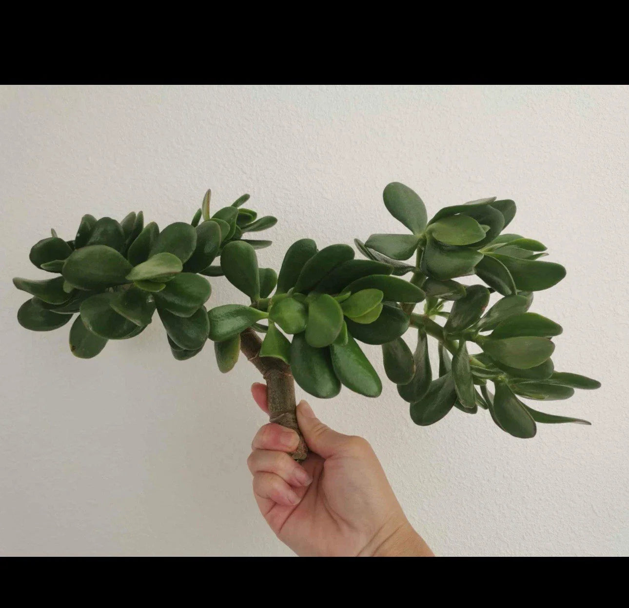 Thick Cutting Jade Plant Succulent 0.75-1 Inch Crassula ovata - 2 Pack