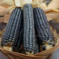 Hopi Blue Corn Seeds - 120+ Heirloom Non-GMO Organic - Rare Variety - Zea mays subsp. mays