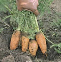 Carrot Seeds 100+ Heirloom Danvers Half Long Non-GMO Daucus carota