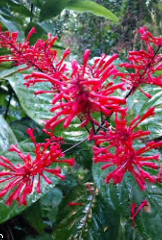 Red Firespike Cuttings 6 Organic Plant Gift for Butterfly Hummingbird Garden, Odontonema callistachyum