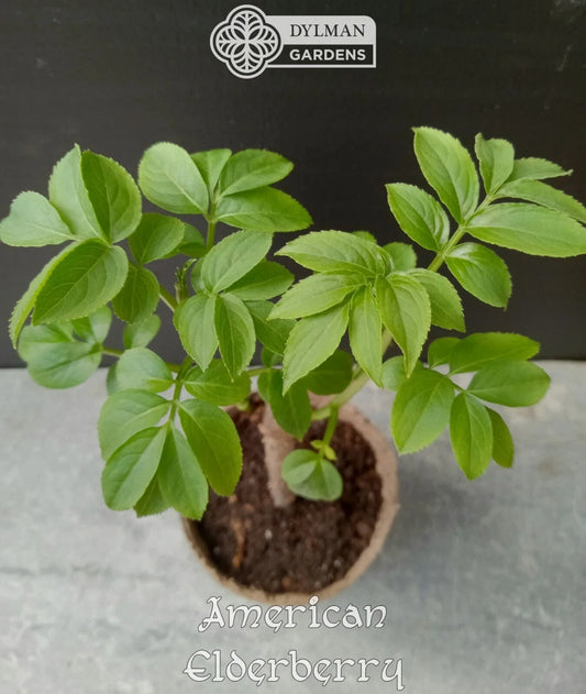 American Elderberry Plants - 6 to 8 Inches - Sambucus canadensis - Live Dormant Plants for Gardens & Landscaping