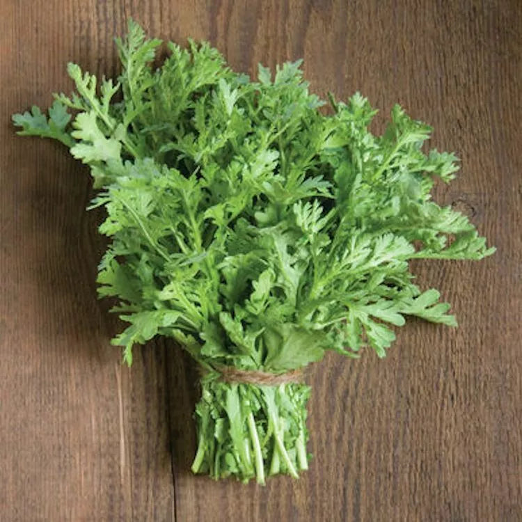 500 Shungiku Seeds - Edible Chrysanthemum Asian Greens - Choy Suy-Tongho - Perfect for Culinary Gardens