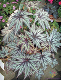 Connie Boswell Begonia Seeds - 25+ Pack for Garden Planting - Free Shipping - Begonia x tuberhybrida