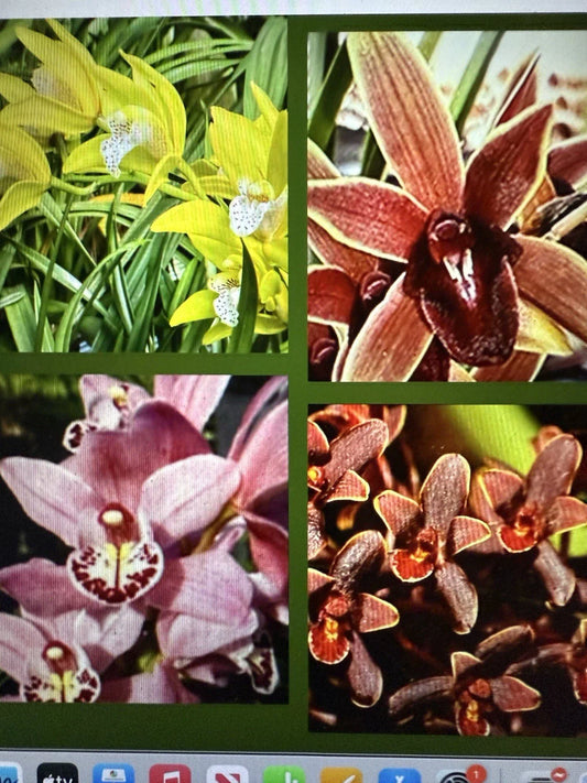 Cymbidium Orchid Seedling - Bare Root - 8 Varieties Available - Your Choice - Cymbidium spp.