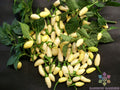 White Bullet Habanero Hot Pepper Seeds - 25+ Pack - Capsicum chinense - Ideal for Garden Planting - USA
