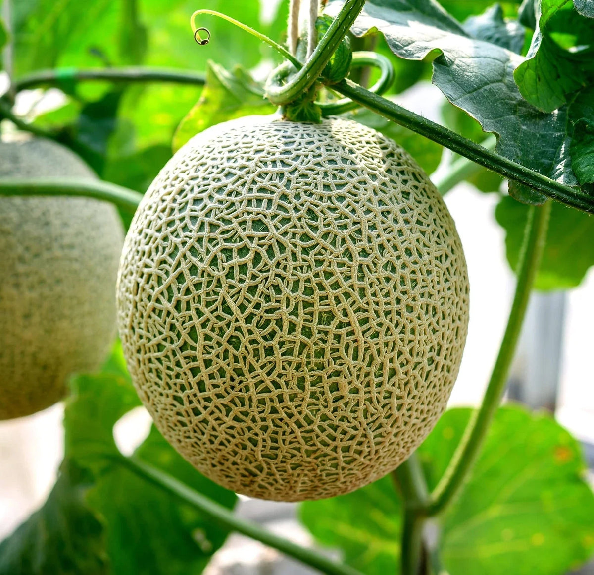 Cantaloupe Seeds (100+ Seeds) - Hale Variety, Non-GMO, Made in USA, Ships from Iowa