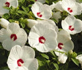 Hardy White Hibiscus Live Plant - Large Bare Root - Hibiscus grandiflorus - Ideal for Fall Planting