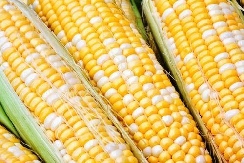 Sweet Corn Seed - Cappucino Variety - Fresh Seed - Zea mays