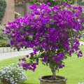 Bougainvillea Starter Plant - Small Well Rooted - Rare Violet Variety - Bougainvillea spp.