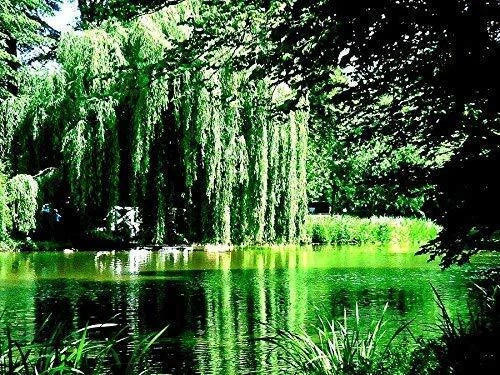 8 Weeping Willow Tree Cuttings - Golden Weeping - Beautiful Arching Canopy - Salix babylonica