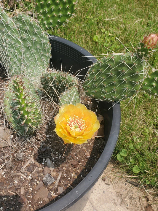 Cold Hardy Cactus Cuttings - Live Opuntia Cactus Plant - Drought-Tolerant Succulent for Gardens