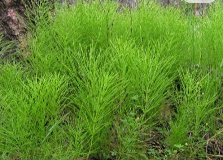 Horsetail Shavegrass Bareroot Plants, Edible Herb, Common Native, Equisetum arvense - 5 to 10 Value Pack