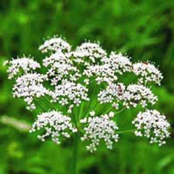 Anise Herb Seeds - Heirloom 50+ Seeds, Unique Flavor, Aromatic Spice, Pimpinella anisum