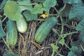 Pickling Cucumber Seeds, 500 Heirloom Non-GMO Seeds, National Variety, Ideal for Homemade Pickles