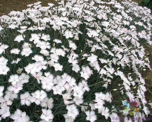 Dianthus Greystone Carnation Seeds - 200+ Premium Seeds for Garden - Fragrant Flowers, USA Grown