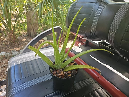Aloe Vera Plant 15" Organic USA Grown, Aloe Barbadensis, Miracle Plant, Rooted Succulent