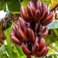 Musa Banana Tree Starter Plant - Small Rooted Bordelon Variety - Tropical Indoor/Outdoor Plant