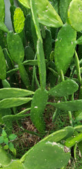 15+ Cactus Pads Opuntia Nopal for Tortoise, Reptiles & Human Health - Edible Succulent Plant Pads