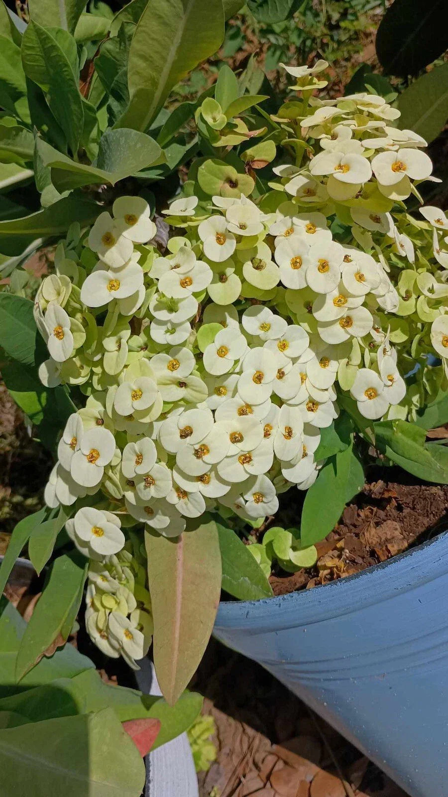 White Crown of Thorns Cutting - Yellow Center - Euphorbia milii (No Roots, 1 Count)