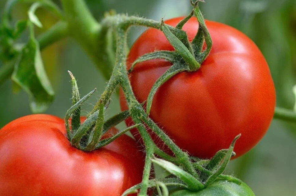 Manitoba Tomato Seeds, Cool Climate Variety, NON-GMO, Prairie Tomato (Solanum lycopersicum), Free Shipping