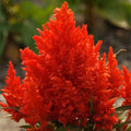 Celosia Seeds | Scarlet Plume | Non-GMO | 20-400 Seeds | Vibrant Flowers | Celosia argentea