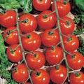 Sweetie Cherry Tomato Seeds - 30+ NON-GMO Heirloom Organic - Fresh Gardening Seeds - Solanum lycopersicum